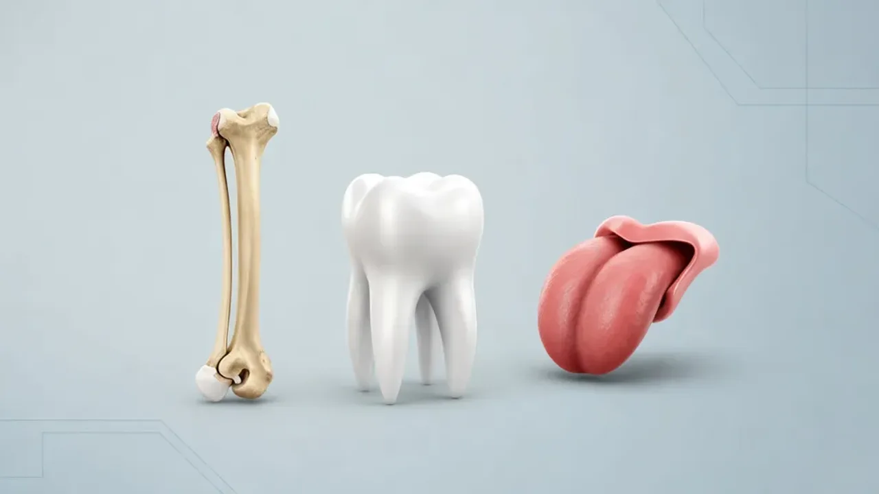 Body Parts That Start With T: Teeth, Tongue, Tibia, and More