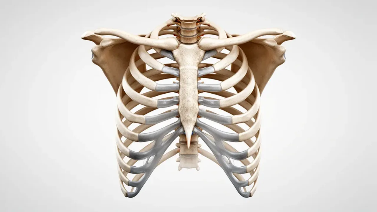 Body Parts That Start With X: Xiphoid Process and More